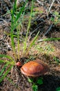 Wild mushroom