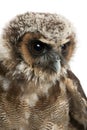 Close up of Brown Wood Owl, Strix leptogrammica, in front of white background