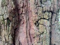 close up of brown wood texture overgrown with some moss