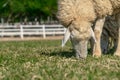 Close up Brown Woolly Sheep Grazing in a farm Field, low angel view parallels the ground, blurred background of a farm, space for