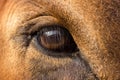 Close up of brown 5 year old Holstein/ jersey  cow`s eye looking at the camera. Royalty Free Stock Photo