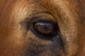 Close up of brown 5 year old Holstein/ jersey  cow`s eye looking Royalty Free Stock Photo