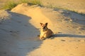 Close up of a brown yellow adorable lop-eared malinois Royalty Free Stock Photo