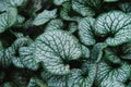 Close up on brunnera macrophylla, top view Royalty Free Stock Photo