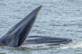 Close up of Bryde's whale