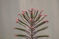 Close up Bryophyllum daigremontianum succulent, commonly called devilÃ¢â¬â¢s backbone, mother of thousands
