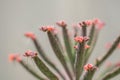 Close up Bryophyllum daigremontianum succulent, commonly called devilÃ¢â¬â¢s backbone, mother of thousands