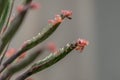 Close up Bryophyllum daigremontianum succulent, commonly called devilÃ¢â¬â¢s backbone, mother of thousands