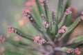 Close up Bryophyllum daigremontianum succulent, commonly called devilÃ¢â¬â¢s backbone, mother of thousands