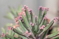 Close up Bryophyllum daigremontianum succulent, commonly called devilÃ¢â¬â¢s backbone, mother of thousands