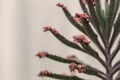 Close up Bryophyllum daigremontianum succulent, commonly called devilÃ¢â¬â¢s backbone, mother of thousands