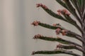 Close up Bryophyllum daigremontianum succulent, commonly called devilÃ¢â¬â¢s backbone, mother of thousands