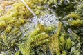 Close up of bryopsida green algae or Caulerpa lentillifera