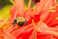 Close-up of Bumblebee on Orange flower