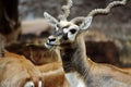 Close-up Buck or male antelope eating grass in a grassy field. Royalty Free Stock Photo