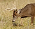 Close-up of a buck white-tailed deer. Royalty Free Stock Photo