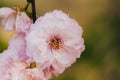 Close-up bud of almonds pink blossomed