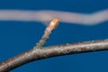 Close up on bud of Betula pendula European white birch