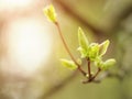 Close up bud of bird cherry at early spring, macro