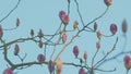 Bud Of A Blooming Pink Magnolia. Blooming Pink Magnolia Flower On Fantasy Mysterious Blue Background.