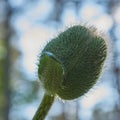 Close-up of the bud of the corn poppy Papaver rhoeas