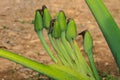 Close up bud flower of Elephant ear Royalty Free Stock Photo