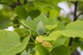 Close up of bud flower of Tulip tree Liriodendron tulipifera . American Tuliptree or Tulip Poplar on blue background Royalty Free Stock Photo