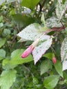 Bud hibiscus flower in nature garden Royalty Free Stock Photo