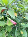 Bud hibiscus flower in nature garden Royalty Free Stock Photo