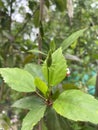 Bud hibiscus flower in nature garden Royalty Free Stock Photo