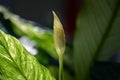 Close-up of a bud of a houseplant Spathiphyllum Latin Spathiphyllum. The beginning of flowering plants