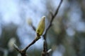 Close-up of a bud of Magnolia tree Royalty Free Stock Photo