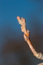 Close up on bud of oak in spring