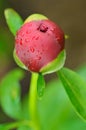 Close-up of bud of peony flower Royalty Free Stock Photo