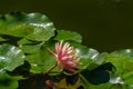 Close-up bud pink water lily or lotus flower Perry`s Orange Sunset. Nymphaea blossom among huge leaves Royalty Free Stock Photo