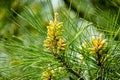 Close-up of bud pollination  pinecone on the branches of Pitsunda pine Pinus brutia pityusaon Royalty Free Stock Photo
