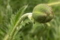 Close-up of bud of poppy flower in the garden Royalty Free Stock Photo