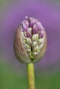 Close up of the bud of a purple allium plant. The flower is about to open. Blurred purple leek flowers in the background. The Royalty Free Stock Photo