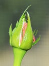 Close up bud of rose. Macro photo of bud rose.