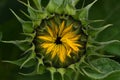 Close-up of the bud of a sunflower that is just opening Royalty Free Stock Photo