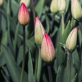 Close up of Bud tulip Royalty Free Stock Photo