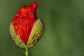 Close up of the bud of a wild poppy flower just opening and blooming against a green background Royalty Free Stock Photo