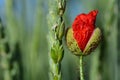 Close up of the bud of a wild poppy flower just opening and blooming in a grain field, next to unripe ears of grain Royalty Free Stock Photo