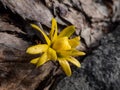 Bud of winter aconite (Eranthis hyemalis) \'Flore Pleno\', a variation with double yellow flowers