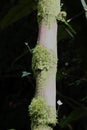 Close up of a Buddha`s Belly Bamboo tree covered in moss