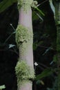 Close up of moss growing on the trunk of a Bambusa vulgaris Bamboo tree