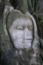 Buddha\'s head entwined in banyan tree roots at Wat Phra Mahathat in Ayuthaya Royalty Free Stock Photo