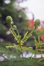 Close up budding Beautiful poinciana , peacock flower, Gulmohar flower and water drop of rain with blur background, selective