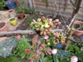 Close up of budding cherry tree flowers in English garden