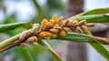 Close Up Of A Budding Corn Stalk With Green Leaves Blurred Background Royalty Free Stock Photo
